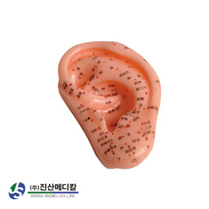 귀 경혈 모형