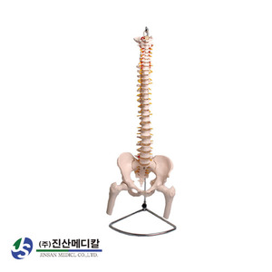 척추 모형