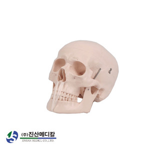 두개골 모형(뇌포함)